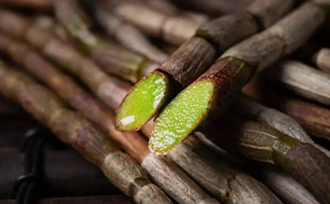 石斛的功效作用，正确的食用方法及禁忌是什么？