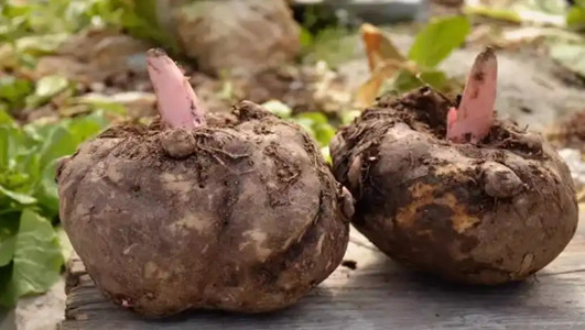魔芋的功效作用，功能主治与营养药用价值是什么？
