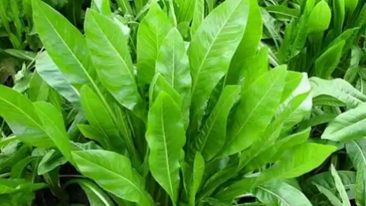老虎菜的功效作用功能主治是什么，有什么功效作用好处？