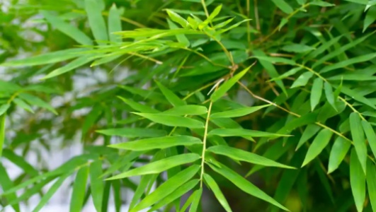 竹叶的功效作用功能主治是什么，有什么功效作用好处？