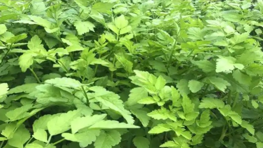 水芹菜的功效作用功能主治是什么，有什么功效作用好处？