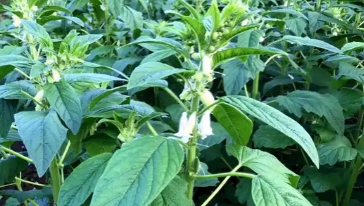 芝麻叶的功效作用功能主治是什么，有什么功效作用好处？