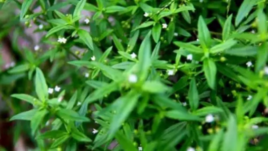 蛇舌草的功效作用功能主治是什么，有什么功效作用好处？