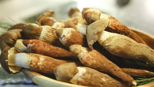 鸡枞菌的功效作用功能主治是什么，有什么功效作用好处？