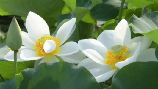 白莲的功效作用功能主治是什么，有什么功效作用好处？