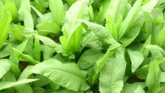 苦麻菜的功效作用功能主治是什么，有什么功效作用好处？