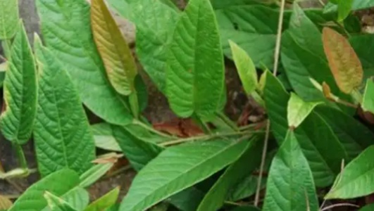 葫芦茶的功效作用功能主治是什么，有什么功效作用好处？