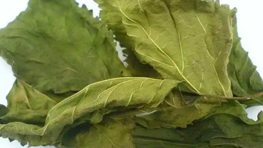 霜打桑叶的功效作用功能主治是什么,有什么功效作用好处